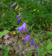 Image result for Campanula rapunculoides