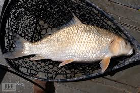 Image result for Carpiodes cyprinus