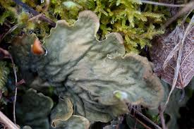 Attēlu rezultāti vaicājumam “Peltigera praetextata”