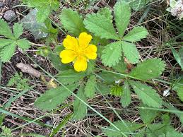 Attēlu rezultāti vaicājumam “Potentilla reptans leaf”