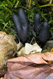 Attēlu rezultāti vaicājumam “Xylaria polymorpha”