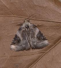 Attēlu rezultāti vaicājumam “Pseudeustrotia candidula”