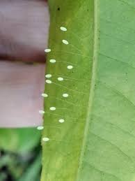 Attēlu rezultāti vaicājumam “Chrysopa eggs”