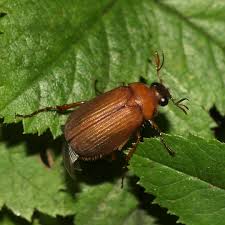 Attēlu rezultāti vaicājumam “Serica brunnea imago”