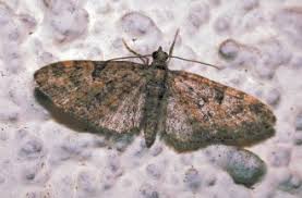 Attēlu rezultāti vaicājumam “Eupithecia tantillaria”