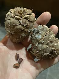 Attēlu rezultāti vaicājumam “Pinus sibirica”