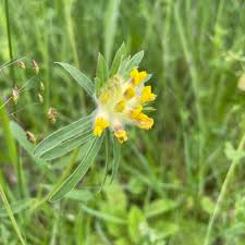 Attēlu rezultāti vaicājumam “Anthyllis vulneraria flower”