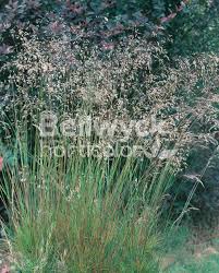 Attēlu rezultāti vaicājumam “Deschampsia flexuosa bud”