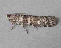 Attēlu rezultāti vaicājumam “Dioryctria abietella”