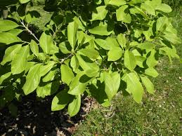 Attēlu rezultāti vaicājumam “Magnolia cylindrica”