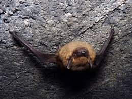 Attēlu rezultāti vaicājumam “Eptesicus serotinus”