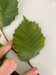 Attēlu rezultāti vaicājumam “Ulmus laevis leaf”