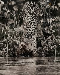 Image result for sebastiao salgado