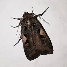 Attēlu rezultāti vaicājumam “Xestia c-nigrum”