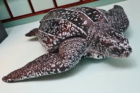 Image result for Dermochelys coriacea