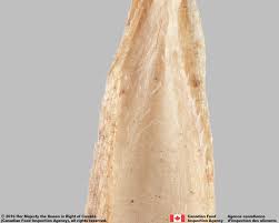 Attēlu rezultāti vaicājumam “Festuca rubra subsp. rubra fruit”