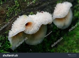 Attēlu rezultāti vaicājumam “Phlebia tremellosa”