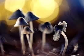 Attēlu rezultāti vaicājumam “Mycena amicta”