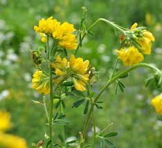 Attēlu rezultāti vaicājumam “Medicago sativa subsp. falcata leaf”