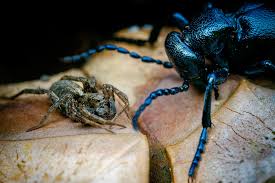 Attēlu rezultāti vaicājumam “Meloe sp.”