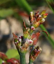 Attēlu rezultāti vaicājumam “Polygonum arenastrum flower”