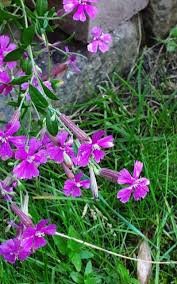 Image result for Silene schafta