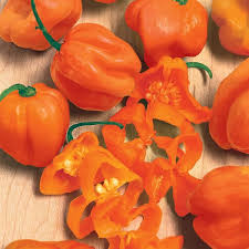 Afbeeldingsresultaat voor orange habanero hot pepper