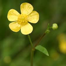 Attēlu rezultāti vaicājumam “Ranunculus flammula fruit”