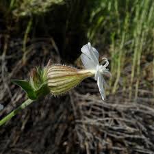 Attēlu rezultāti vaicājumam “Silene latifolia subsp. alba”