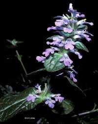 Attēlu rezultāti vaicājumam “Ajuga reptans”