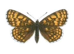 Attēlu rezultāti vaicājumam “Mellicta athalia”