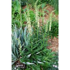 Image result for Digitalis lutea