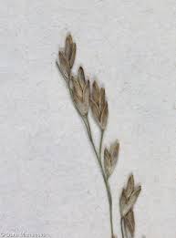 Attēlu rezultāti vaicājumam “Glyceria maxima fruit”