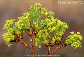Attēlu rezultāti vaicājumam “Acer platanoides flower”
