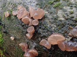 Attēlu rezultāti vaicājumam “Neobulgaria pura”