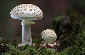 Attēlu rezultāti vaicājumam “Amanita citrina”