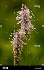 Attēlu rezultāti vaicājumam “Plantago media flower”