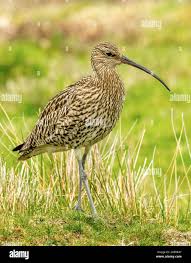 Attēlu rezultāti vaicājumam “Numenius arquata”