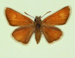 Attēlu rezultāti vaicājumam “Thymelicus sylvestris male”