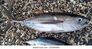 Image result for Thunnus obesus