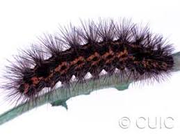 Attēlu rezultāti vaicājumam “Spilosoma lutea imago”