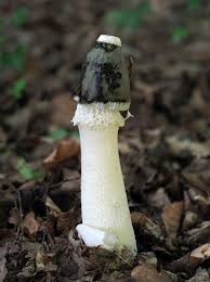 Attēlu rezultāti vaicājumam “Phallus impudicus”