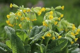 Attēlu rezultāti vaicājumam “Primula veris leaf”