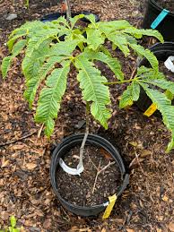 Attēlu rezultāti vaicājumam “Aesculus flava”