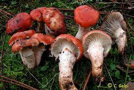 Attēlu rezultāti vaicājumam “Gomphidius roseus”