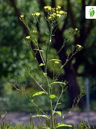 Attēlu rezultāti vaicājumam “Lapsana communis flower”