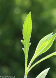 Attēlu rezultāti vaicājumam “Knautia arvensis”