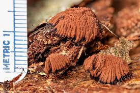 Attēlu rezultāti vaicājumam “Stemonitis lignicola spores”