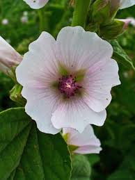 Image result for Althaea officinalis
