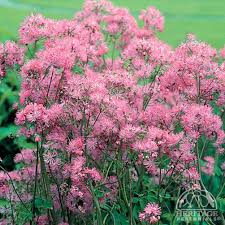 Attēlu rezultāti vaicājumam “Thalictrum aquilegifolium leaf”